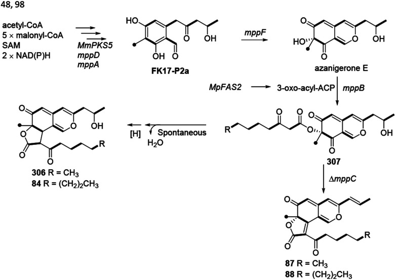 Scheme 7