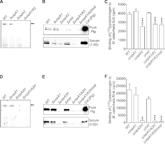 FIG 1