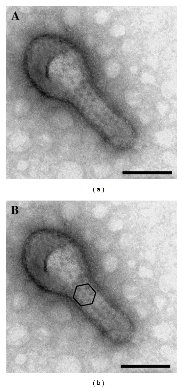 Figure 8