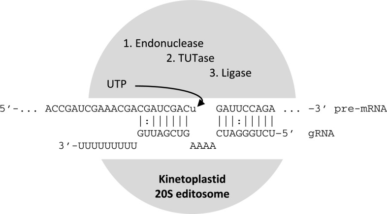 Fig. 2