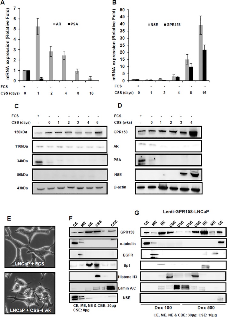 Fig 7