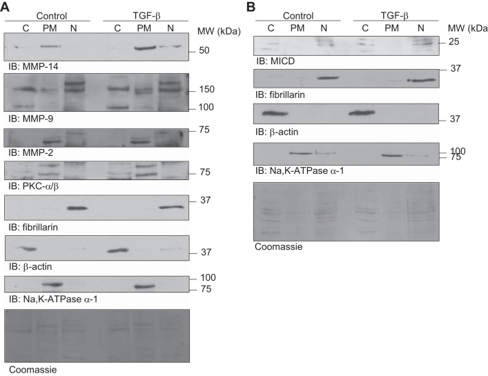 Fig. 8.