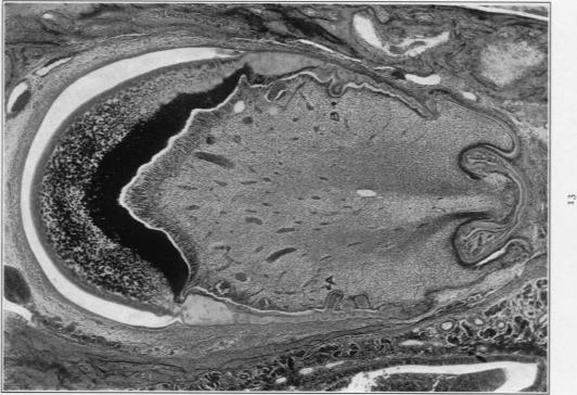 Fig. 13