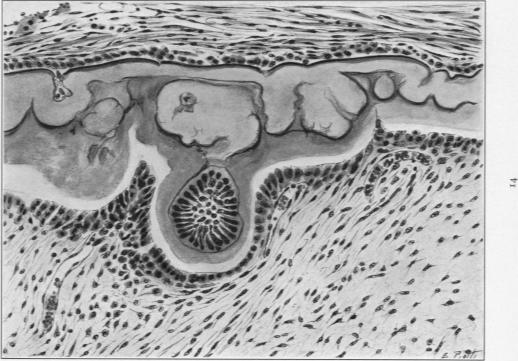 Fig. 14