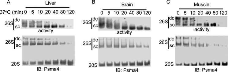 FIGURE 4.