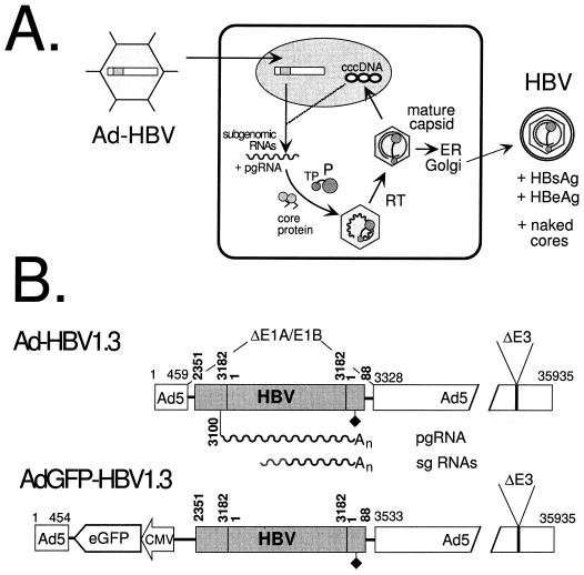 FIG. 1