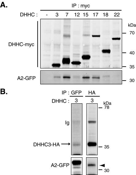 FIGURE 5: