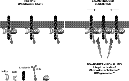 FIGURE 7.