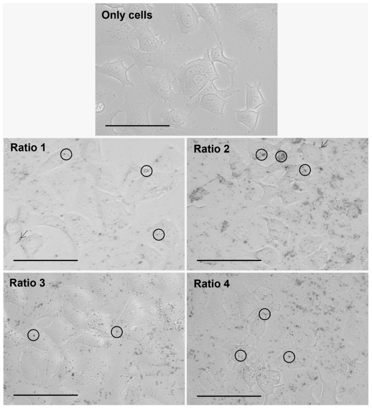 Figure 10