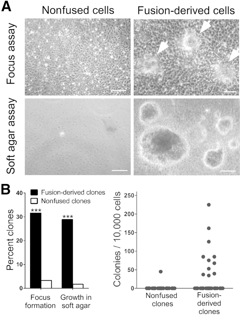 Figure 5