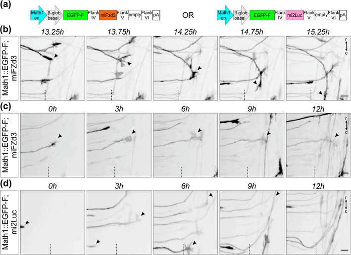 FIGURE 12