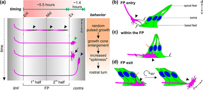 FIGURE 13