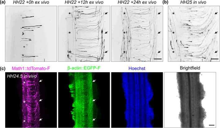 FIGURE 6