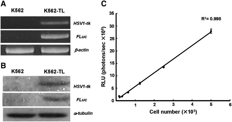 FIG. 1.