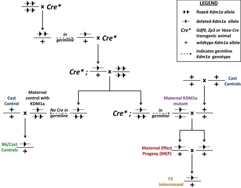 Figure 1—figure supplement 2.