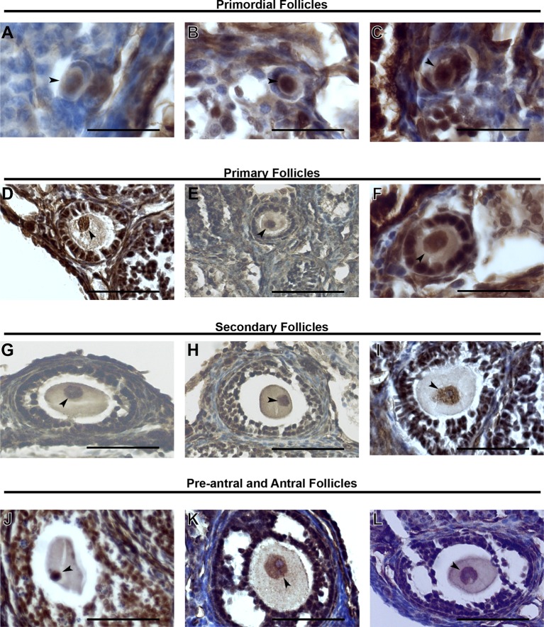 Figure 1—figure supplement 1.