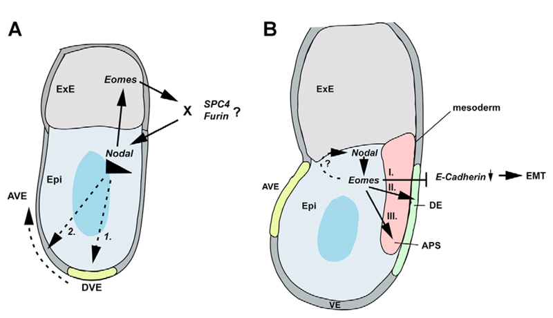 Fig. 8