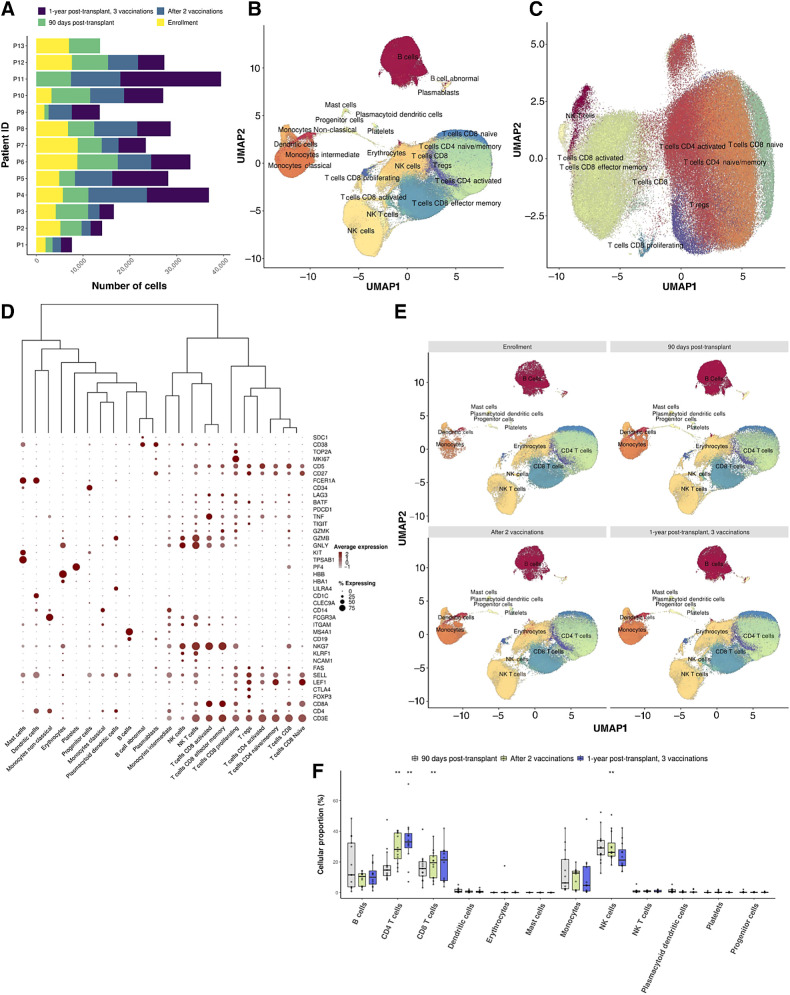 Figure 4. Lymphocyte profiles at single-cell resolution following DC/MM fusion vaccination after autoHCT. A, Bar plots portraying the number of cells captured with scRNA-seq per patient (n = 13) and time point (n = 4). B and C, Two-dimensional uniform manifold approximation and projection (UMAP) of all cells passing QC (B; n = 309,423), attributed to 47 cellular populations, and the T-cell compartment (C; n = 146,373), composed of 14 cellular populations and 9 major compartments (pooled data from multiple time points, n = 13 vaccinated patients). D, Dot plot capturing the average expression of marker genes and the percentage of cells expressing them across the distinct cell populations. Low to high average expression is presented in a gray-to-red color gradient. The size of the dot indicates the percentage of cells in each cell population expressing the specific marker genes. E, Two-dimensional uniform manifold approximation and projection (UMAP) plots of all cells in pre-/post-vaccination time points. The distinct cell populations are depicted with distinct colors, corresponding to 12 major lineages. F, Boxplots portraying cell proportion differences in the major cell types among the pre-/postvaccination time points. Each circle represents the cell-type–specific relative abundance per sample. Significantly different proportions of postvaccination time points compared with 90 days posttransplant are denoted with * (*, P < 0.05; **, P < 0.01; Dirichlet multinomial regression). A statistically significant increase in the cell proportions of CD4 and CD8 T cells in the postvaccination time points as compared with 90 days posttransplant is observed, followed by a decrease in NK cells (CD4 T cells; CD8 T cells; NK cells, 90 days posttransplant vs. after 2 vaccinations: P: 9.35 × 10−6; 6.5 × 10−3; 9.6 × 10−3, 90 days posttransplant vs. 1 year posttransplant: P: 8.7 × 10−3, Dirichlet multinomial regression).