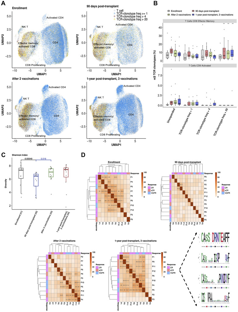 Figure 5. T-cell receptor clonality and α/β TCR clonotype sharing following DC/MM fusion vaccination after auto-HCT. A, T-cell receptor clonality at single-cell resolution at the indicated time points is portrayed with distinct colors in a two-dimensional uniform manifold approximation and projection (UMAP) of all T cells. T cells with TCR frequencies between 1 and 4, 5 and 20, and >20 are marked with blue (≥1), red (>4), and yellow (>20), respectively. B, Boxplots portraying the proportions of paired α/β TCRs at different clonotype-frequency thresholds (Unexpanded: α/β TCR frequency = 1, Expanded: α/β TCR frequency: 1≤ clones ≤ 4, 4 < clones ≤ 20, and 20 < clones) in the CD8 activated and T effector memory cells per distinct patient and time point. Each circle represents the TCR frequency normalized by the number of T cells per sample. Significantly different proportions of postvaccination time points compared with prevaccination (enrollment) are denoted with * (*, P < 0.05; **, P < 0.01; Dirichlet multinomial regression). A statistically significant increase in the highly expanded clonotypes (TCR-clonotype freq > 20) of CD8 effector memory T cells postvaccination as compared with prevaccination levels is observed (enrollment vs. after 2 vaccinations: P: 1.38 × 10−31, enrollment vs. 1 year posttransplant, after 3 vaccinations: P: 2.7 × 10−7, 90 days posttransplant vs. after 2 vaccinations: P: 0.049, Dirichlet multinomial regression). C, T-cell receptor Shannon diversity index per timepoint for the 13 profiled patients undergoing vaccination. (t1-t2 P = 0.00049, t1-t3 P = 0.36, t1-t4 P = 0.64, t2-t3 P = 0.016, t2-t4 P = 0.092, t3-t4 P = 0.3, two-tailed Wilcoxon signed-rank test adjusted P values using Benjamini–Hochberg false discovery rate). A recovery of T-cell clonal diversity following vaccination that was decreased in the immediate posttransplant period is portrayed. D, TCR clonotype-sharing among the 13 patients analyzed is portrayed at the indicated time points and with the associated quality of response noted. The number (%) of shared β TCR sequence clusters distributed across the patient cohort is depicted in a clear (low) to a red (high) color gradient. The actual number (%) of the shared clonotype clusters among the patients (>20%) is depicted in the relevant pairwise comparisons among patients. The sequence logos (right) represent 69 consensus β TCR sequences with high similarity in more than 6 patients, corresponding to 4 TCR clonotype clusters, 1 year posttransplant and after 3 vaccinations.