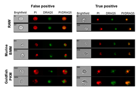 Modified Annexin V/Propidium Iodide Apoptosis Assay For Accurate ...