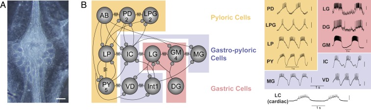 Fig. 1.