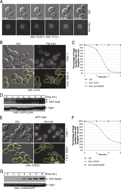 FIG. 4.