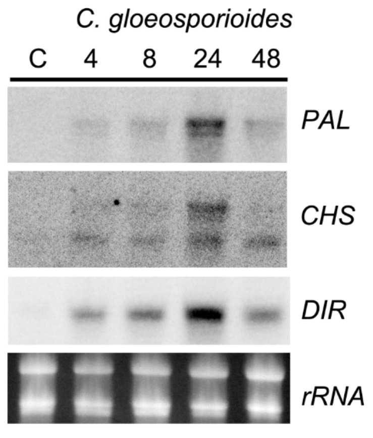 Figure 5