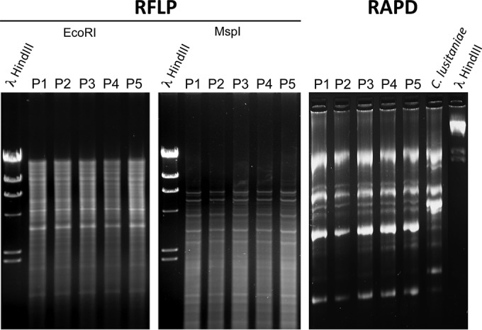 FIG 2