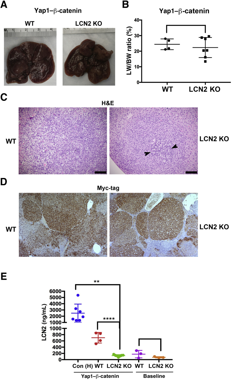 Figure 5