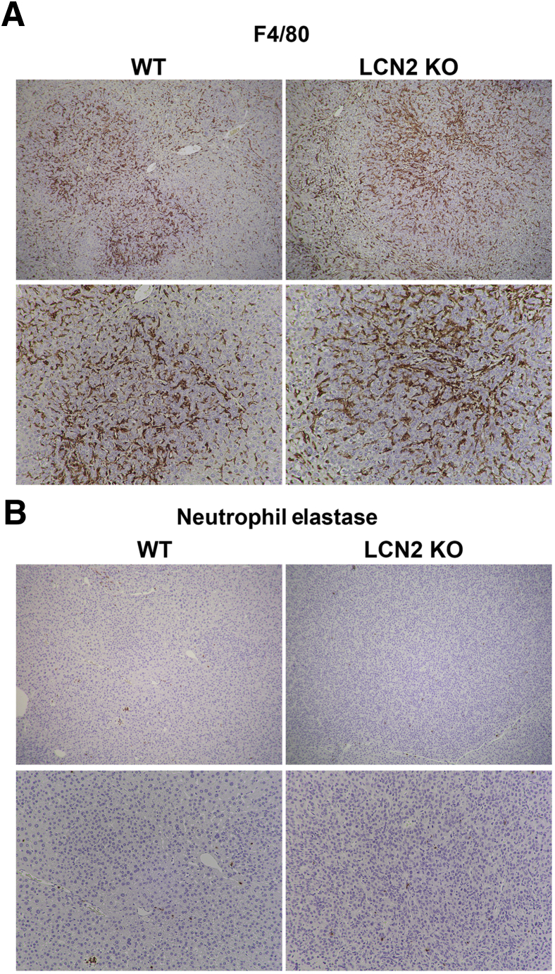 Figure 7