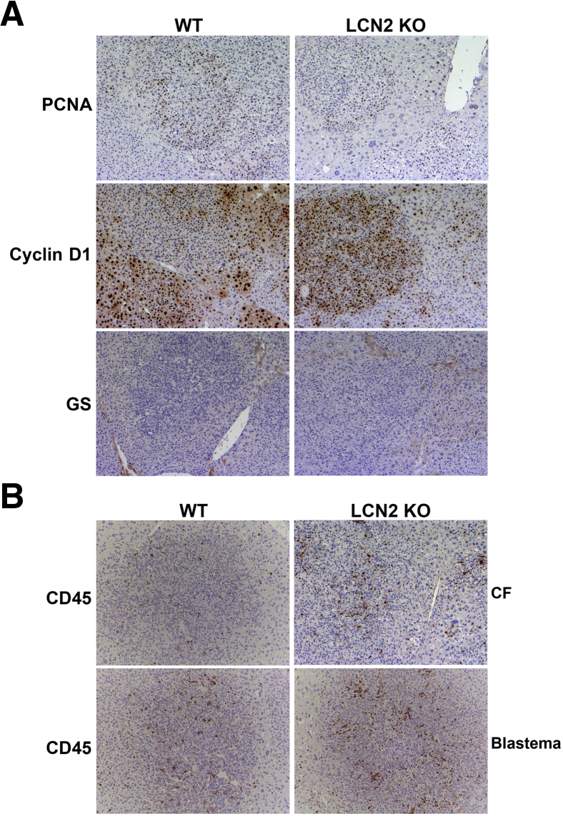 Figure 6