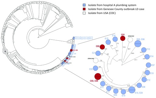 Figure 6 is a circular representation of dendograms marking isolate from Hospital A plumbing system, isolate from Genesee County outbreak LD cases, and isolates from the USA (CDC).