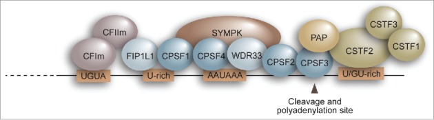 Figure 1.