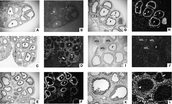 FIG. 2. 