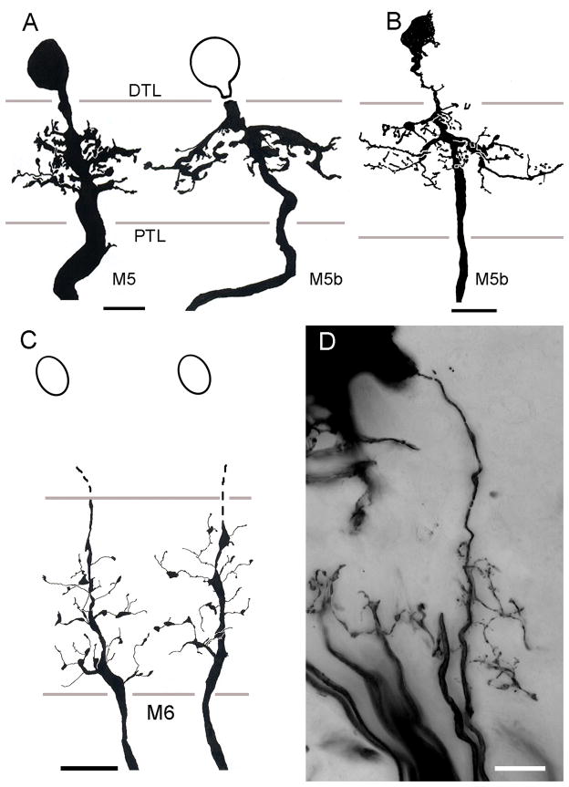 Fig. 8