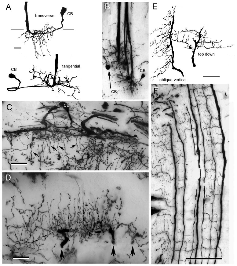 Fig. 10