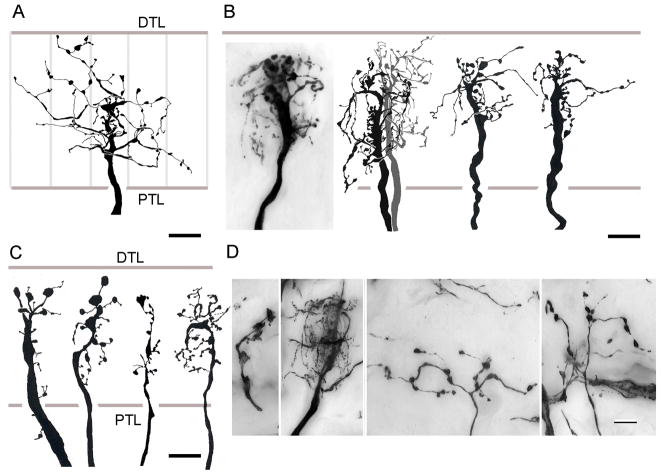 Fig. 12