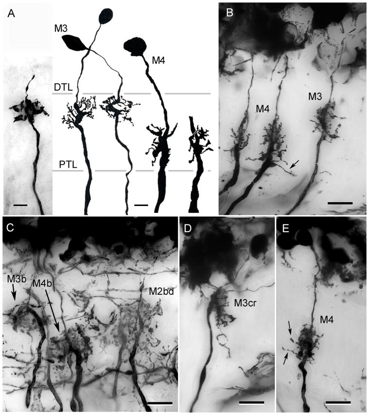 Fig. 7