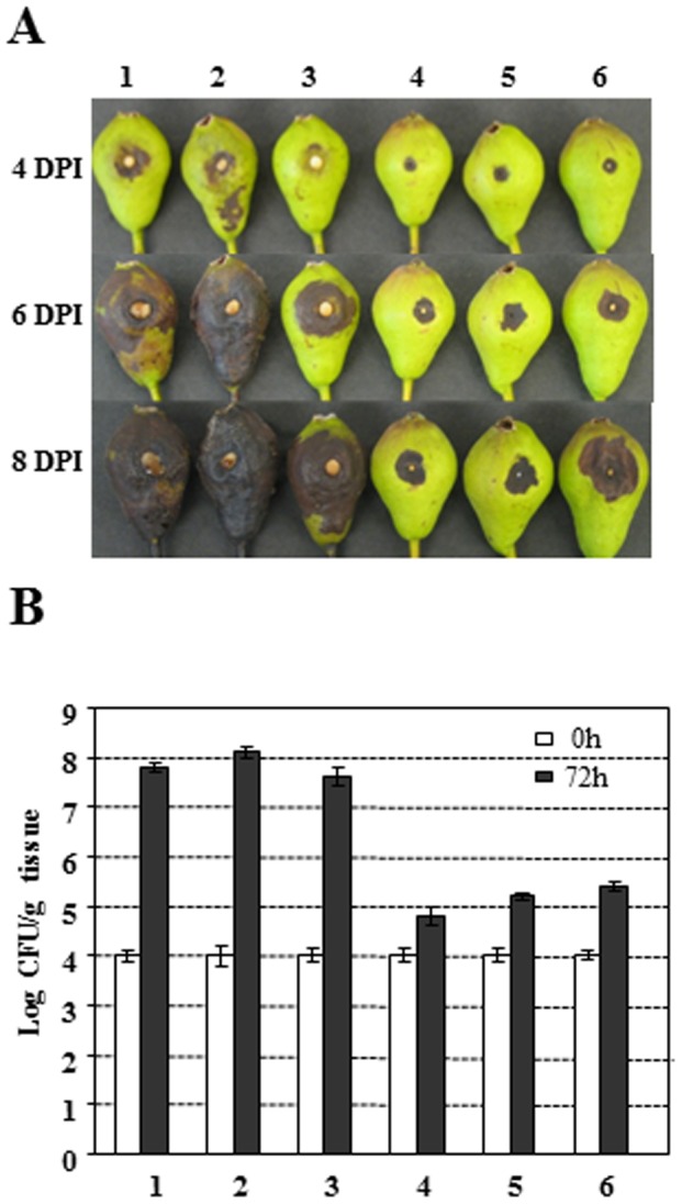 Figure 5