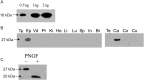 Figure 5
