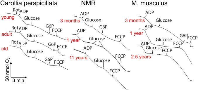 Fig. 10.