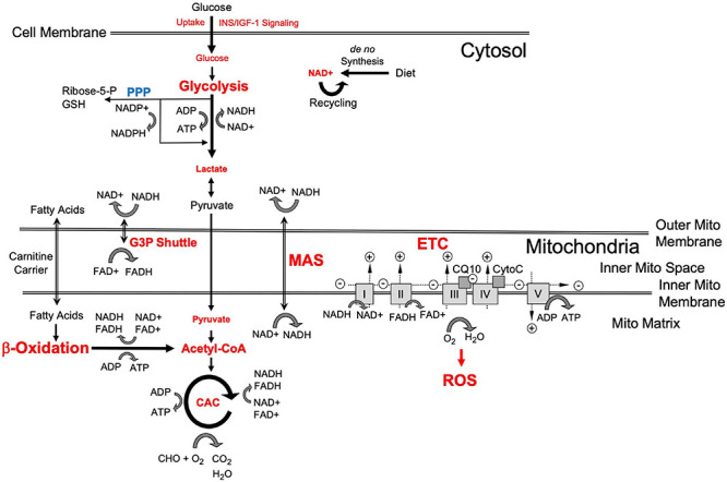 FIGURE 1