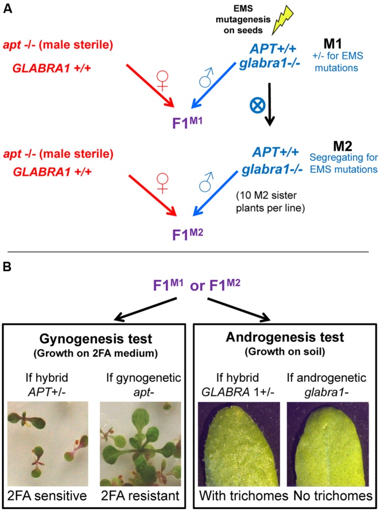 FIGURE 1