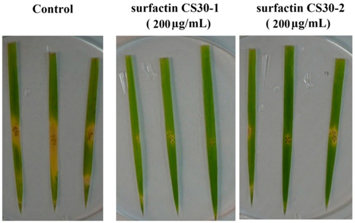 Figure 9