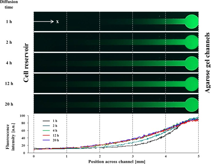 FIG. 2.