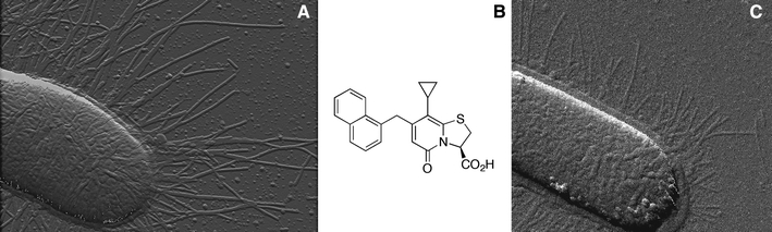 Fig. 1