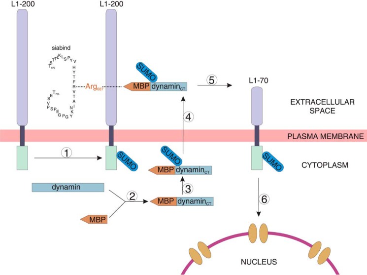 FIGURE 11.