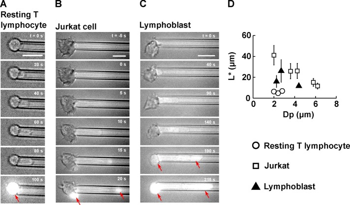 FIGURE 3: