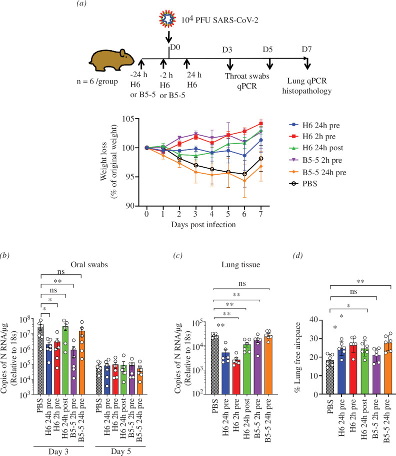 Prophylactic and therapeutic efficacy of nanobody trimers (H6 and B5-5) in the Syrian hamster model of COVID-19