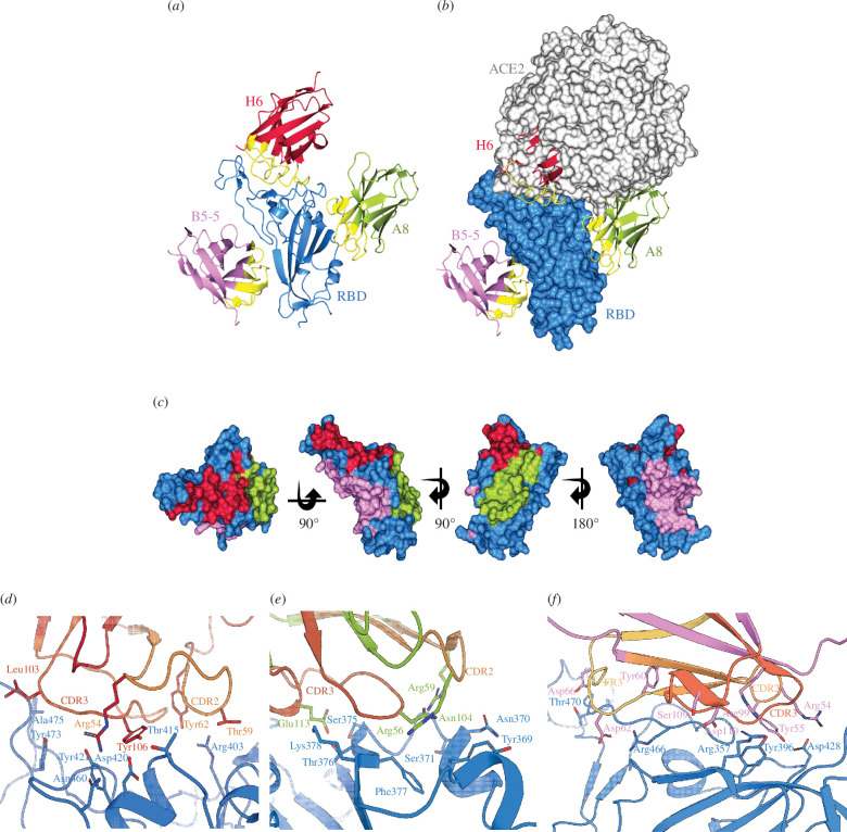 X-ray structures of nanobody–RBD complexes